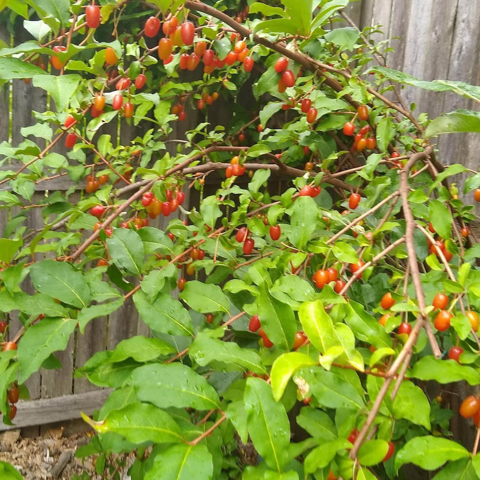 GoumiBerry Seeds 