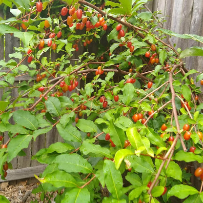 GoumiBerry Seeds 