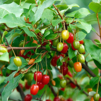 GoumiBerry Seeds 