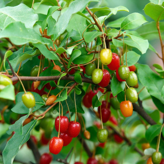 GoumiBerry Seeds 
