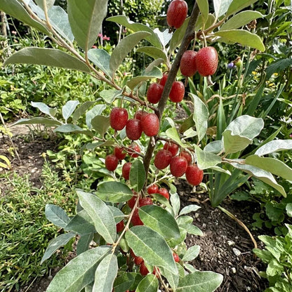 GoumiBerry Seeds 