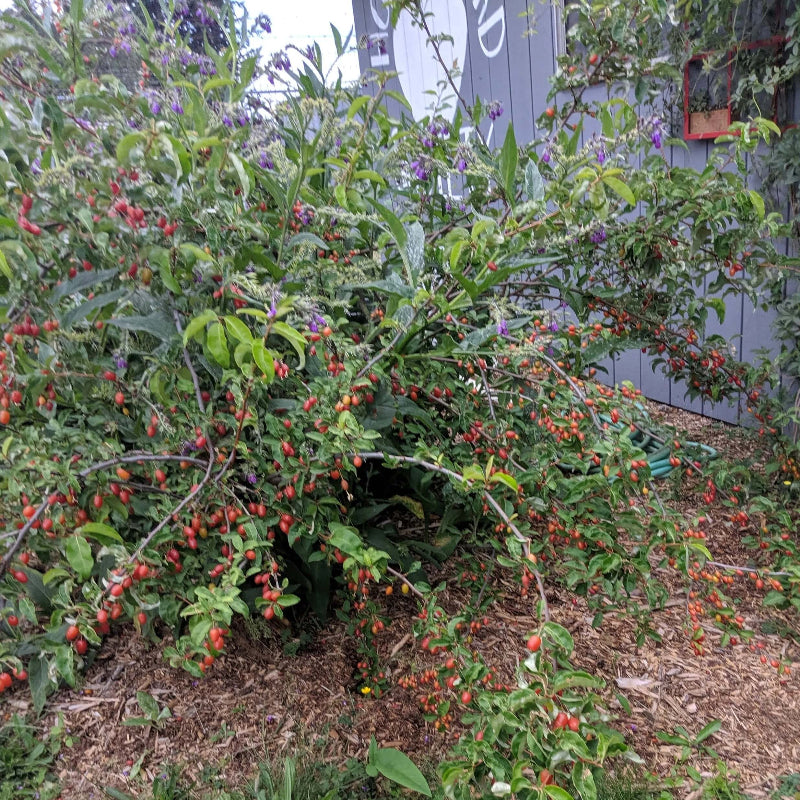 GoumiBerry Seeds 