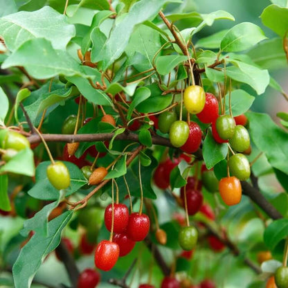 Goumi Berry Seeds for Planting