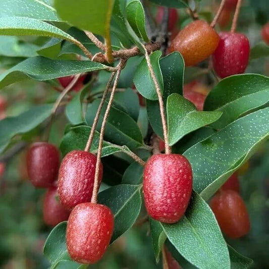 Goumi Berry Seeds for Planting
