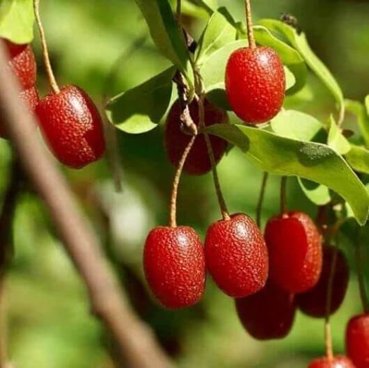 Goumi Bush Seeds