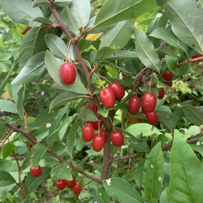 Goumi Bush Seeds