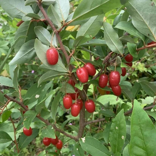Goumi Bush Seeds