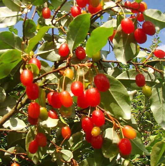 Goumi Bush Seeds for Planting