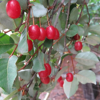 Goumi Bush Seeds for Planting