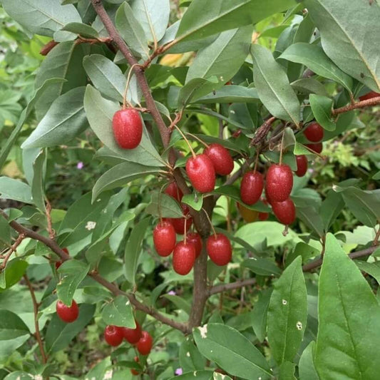 Goumi Seeds