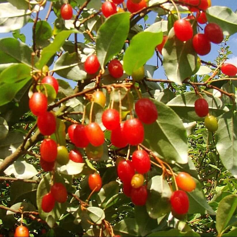 Goumi Seeds