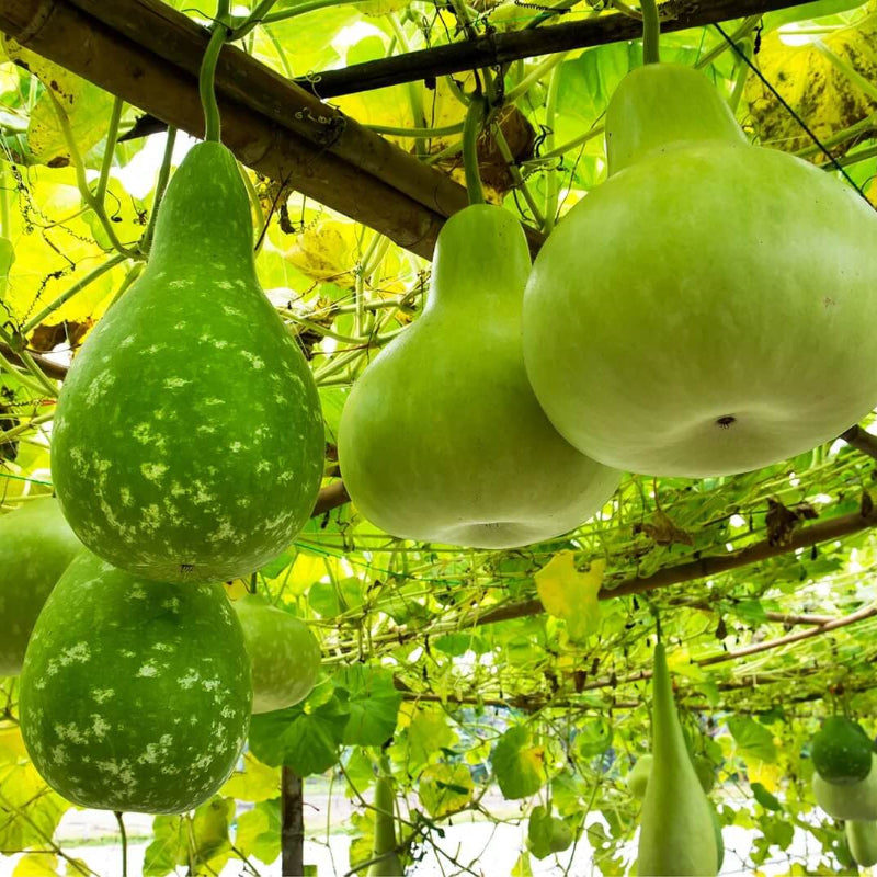 Gourd Seeds
