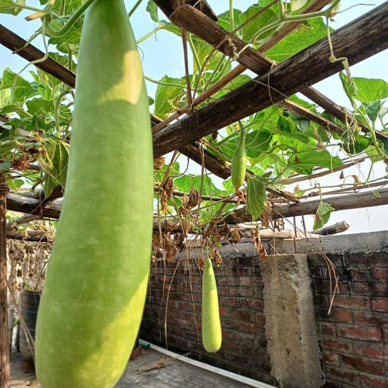 Gourd Seeds
