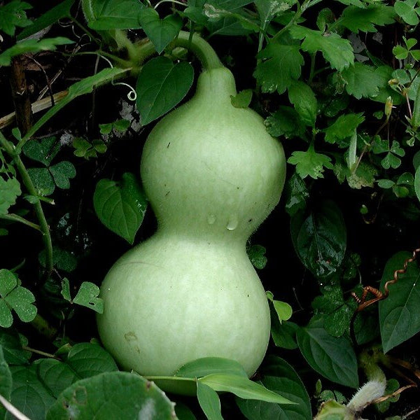 Gourd Seeds