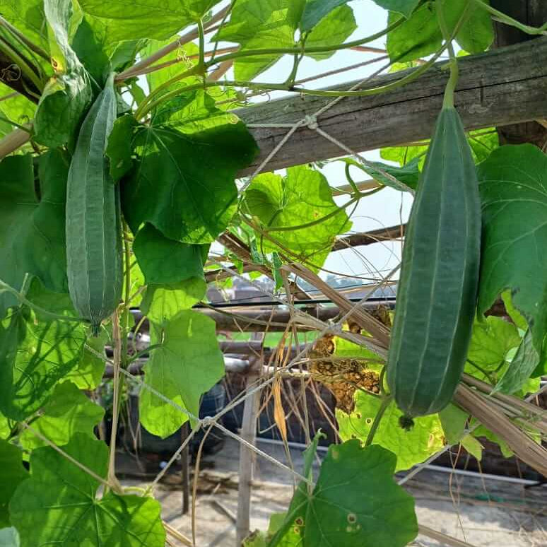 Gourd Seeds