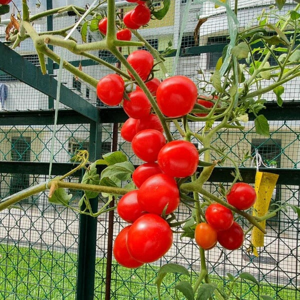 Gourmet Cherry Tomato Seeds