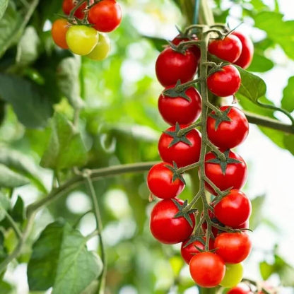 Gourmet Cherry Tomato Seeds