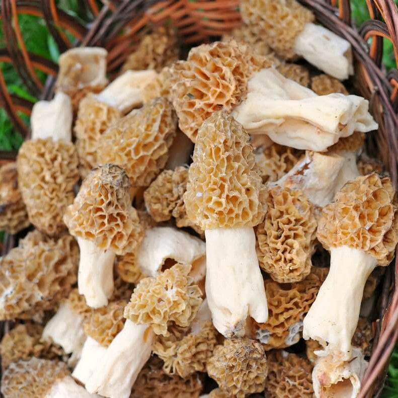 Gourmet Morel Mushroom Spawn Seeds