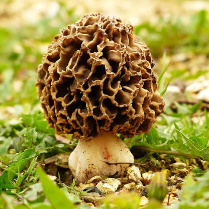 Gourmet Morel Mushroom Spawn Seeds