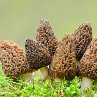 Gourmet Morel Mushroom Spawn Seeds