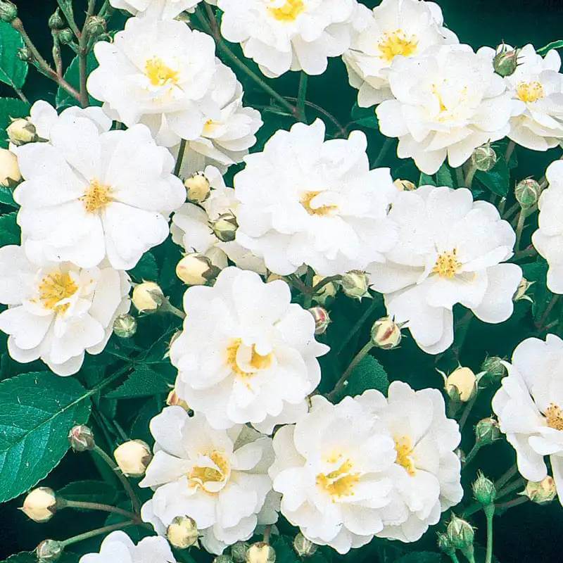 Gourmet Popcorn Miniature Rose Seeds - Heirloom Flower Plant for Home Gardens