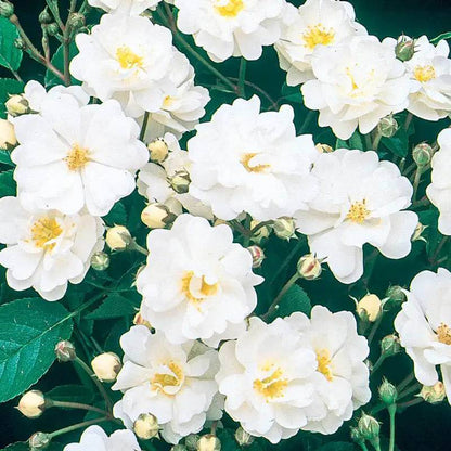Gourmet Popcorn Miniature Rose Seeds - Heirloom Flower Plant for Home Gardens