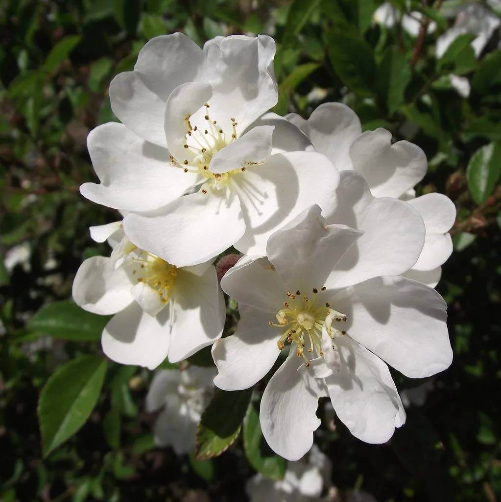 Gourmet Popcorn Miniature Rose Seeds - Heirloom Flower Plant for Home Gardens