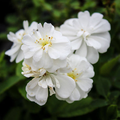 Gourmet Popcorn Miniature Rose Seeds - Heirloom Flower Plant for Home Gardens