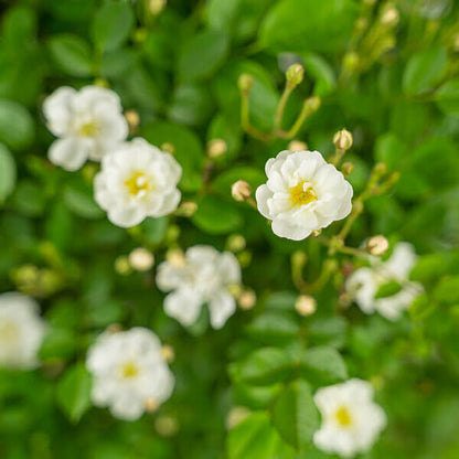 Gourmet Popcorn Miniature Rose Seeds - Heirloom Flower Plant for Home Gardens