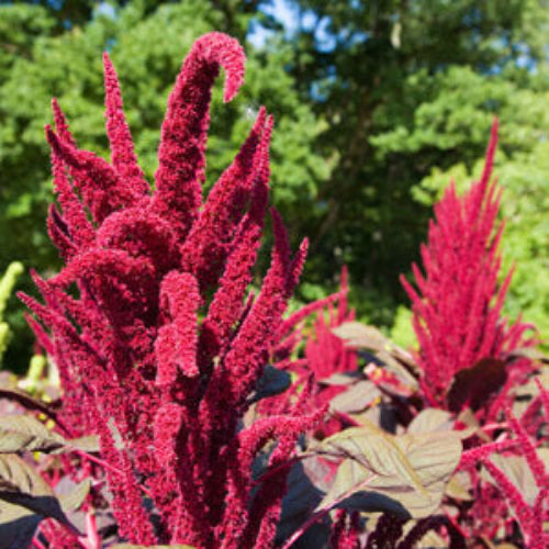 Grain Amaranth Seeds - Flower Plant