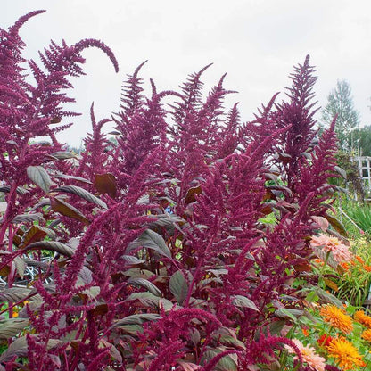 Grain Amaranth Seeds - Flower Plant