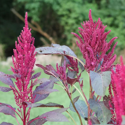 Grain Amaranth Seeds - Flower Plant