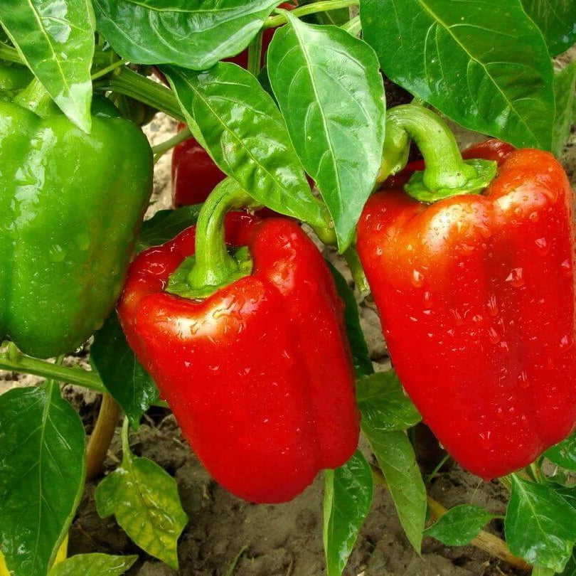 Grand Bell Pepper Seeds