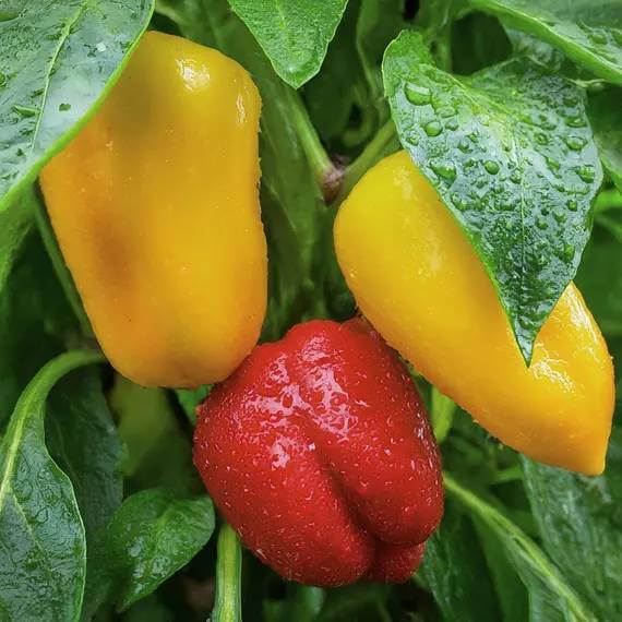 Grand Bell Pepper Seeds