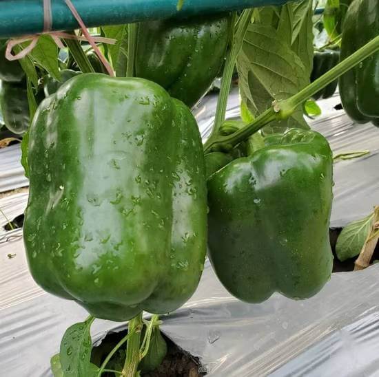 Grand Bell Pepper Seeds