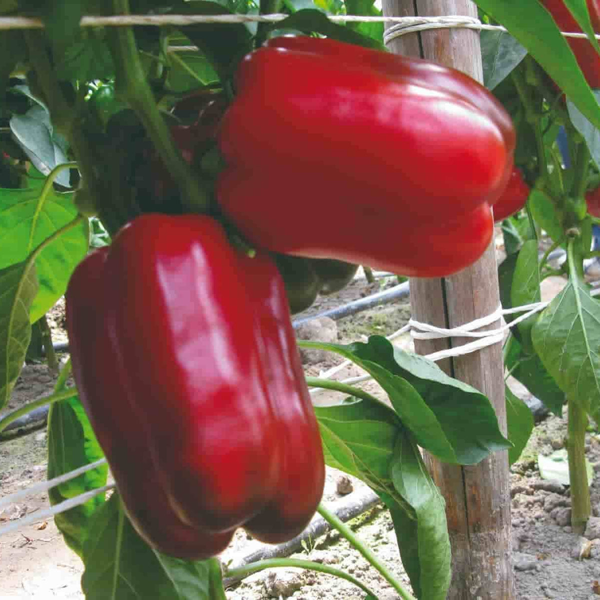 Grand Bell Pepper Seeds