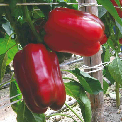 Grand Bell Pepper Seeds