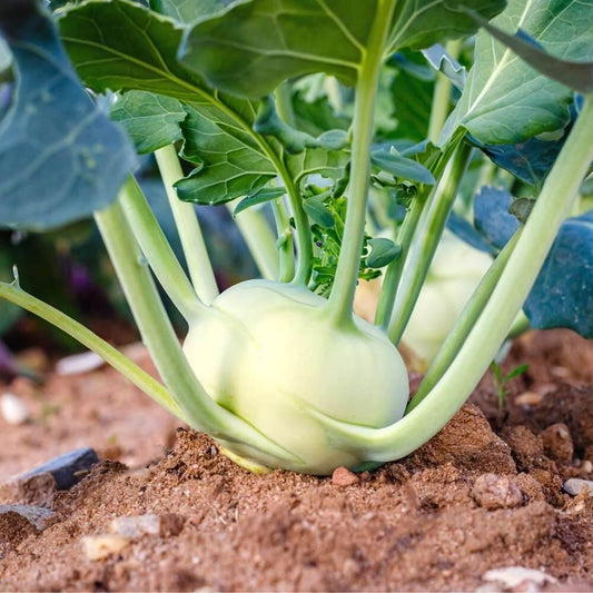 Grand Duke Kohlrabi Seeds 