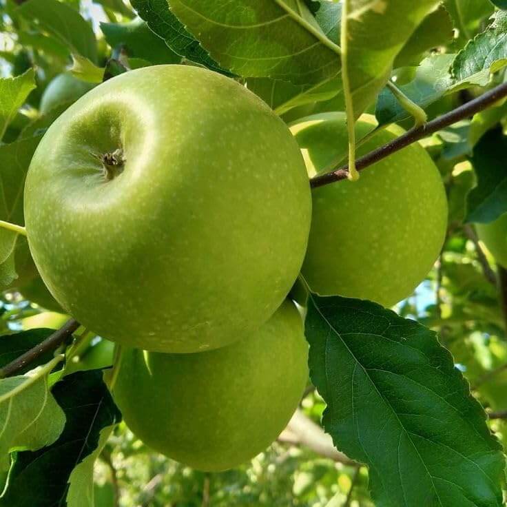 Granny Smith Apple Seeds