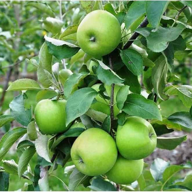 Granny Smith Apple Seeds