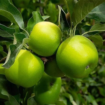 Granny Smith Apple Seeds