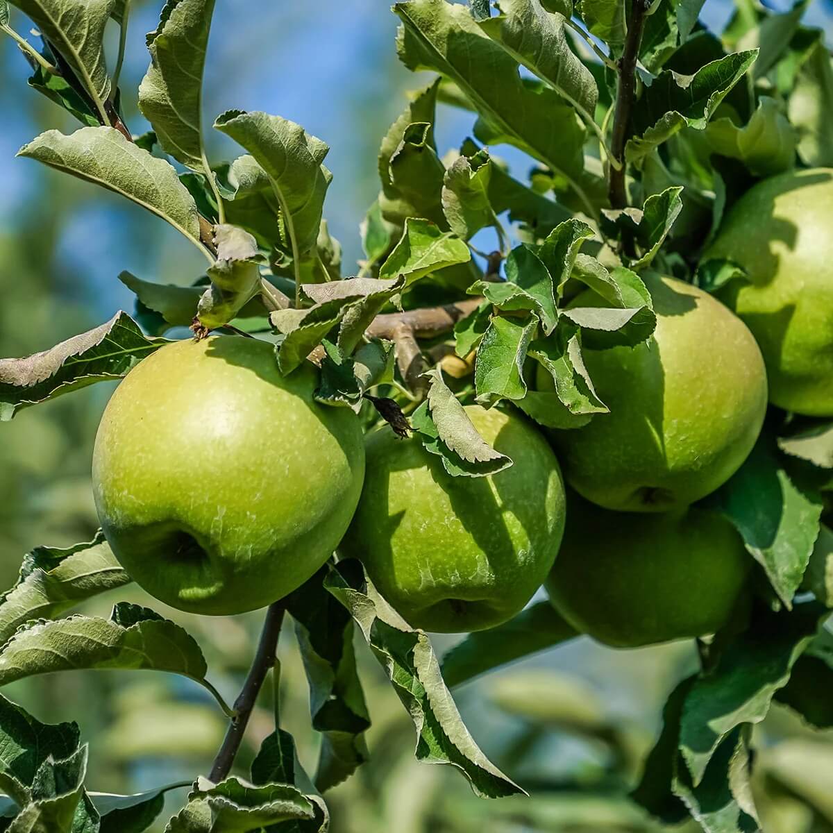 Granny Smith Apple Seeds