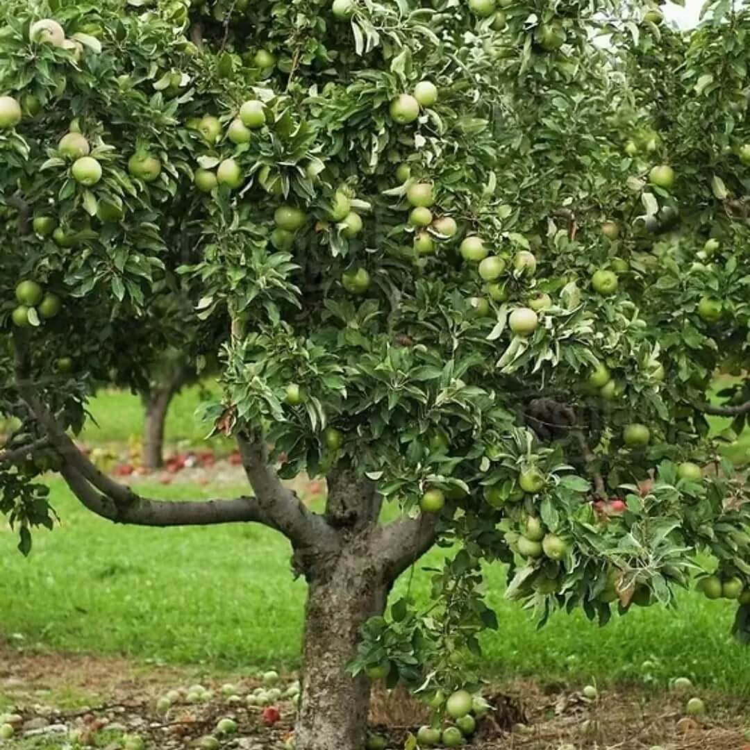 Granny Smith Apple Seeds