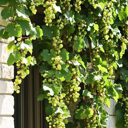Grape Seeds