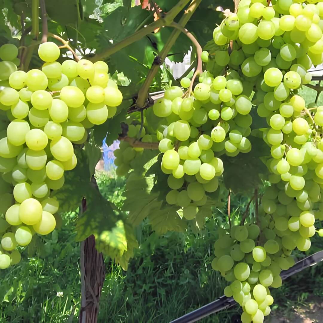 Grape Seeds