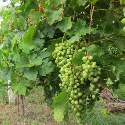 Grape Seeds