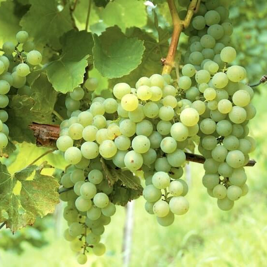 Grape Seeds