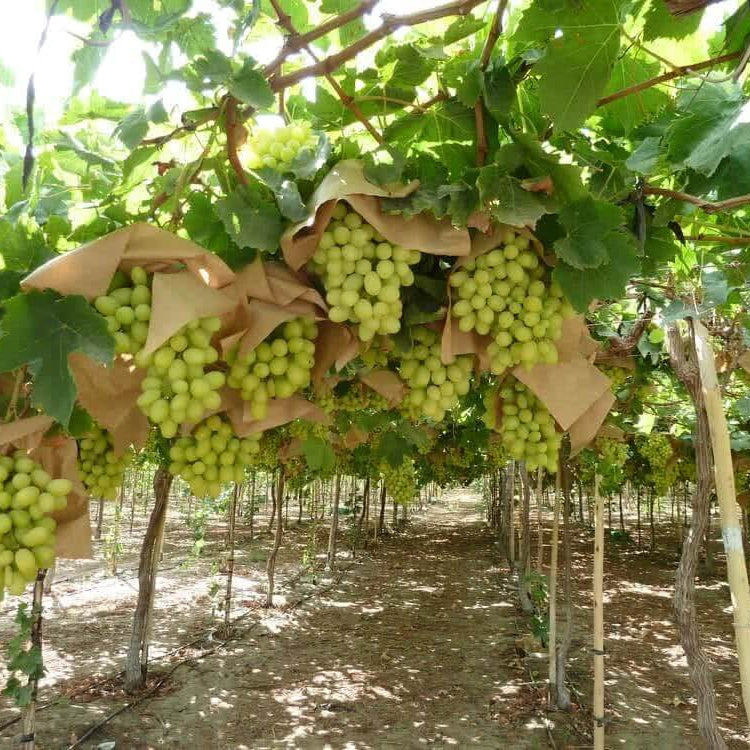 Grape Seeds