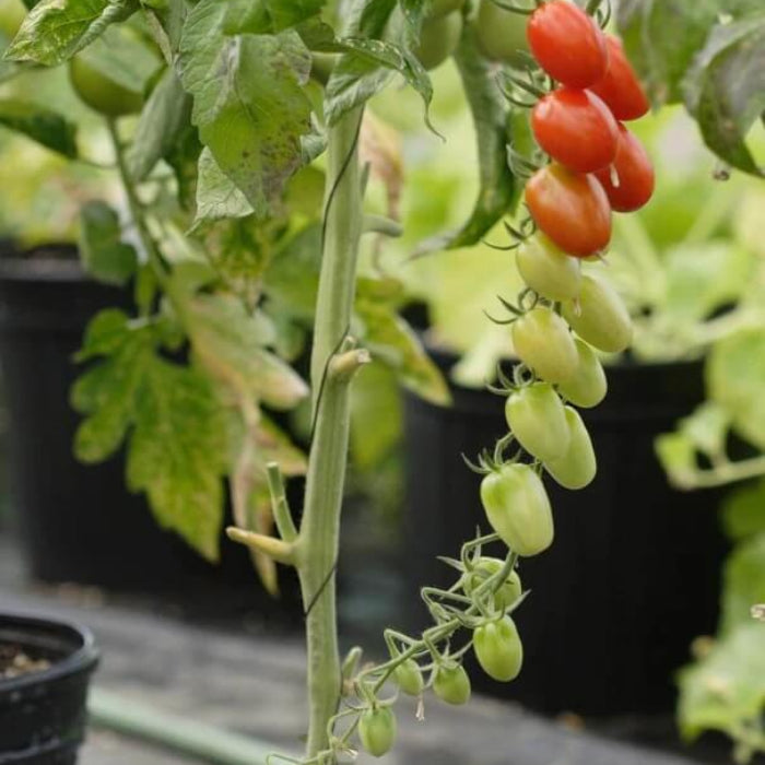 Grape Tomato seeds - Vegetable Plant