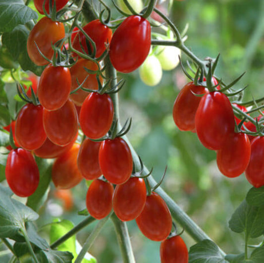 Grape Tomato seeds - Vegetable Plant